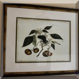 A16. Framed botanical. 